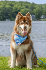 Painted Peaks Lightweight Dog Bandana for Outdoor Adventures (Pack Of: 1, size: Xl - 35In X 17In)