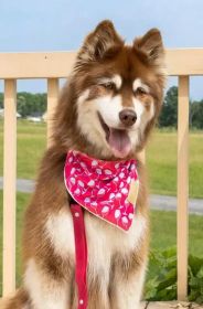 Active Dog Bandana in Vivid Red Mountain Syrah (Pack Of: 1, size: M/L - 27In X 13In)