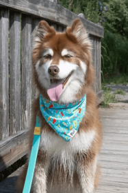 Seaside Sips Quick-Dry Dog Bandana (Pack Of: 1, size: Xl - 35In X 17In)